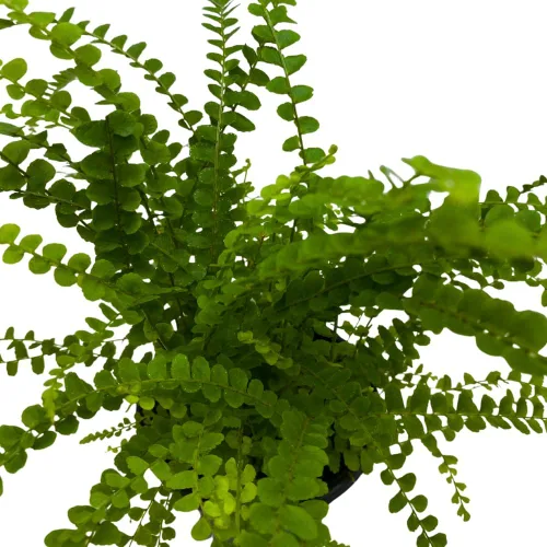 Vista 4 de BubbleBlooms Helecho Boston Enano Botón de Limón en una olla de 4 pulgadas Nephrolepis exaltata
