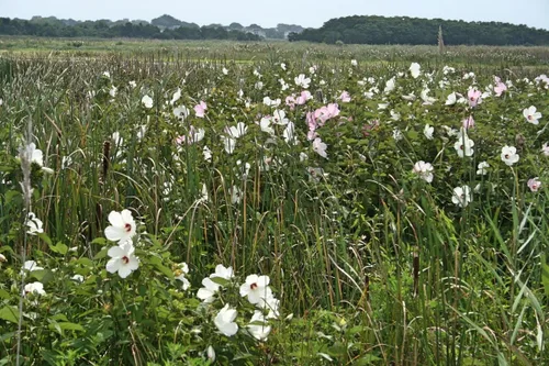 Vista 9 de Semillas Malvavisco Althaea officinalis No GMO Heirloom