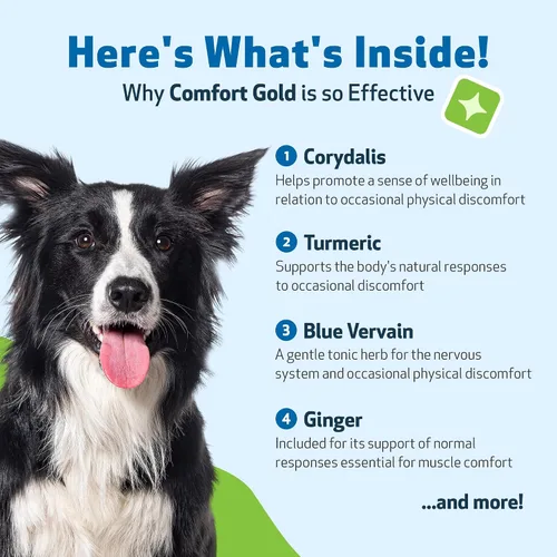 Vista 6 de Pet Wellbeing Comfort Gold para perros – Apoya la comodidad física canina, la circulación saludable, corydalis, cúrcuma – Suplemento herbario