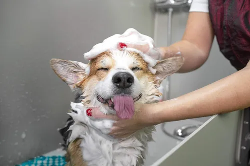 Vista 9 de Groomer Essentials Cizalla curvada 7