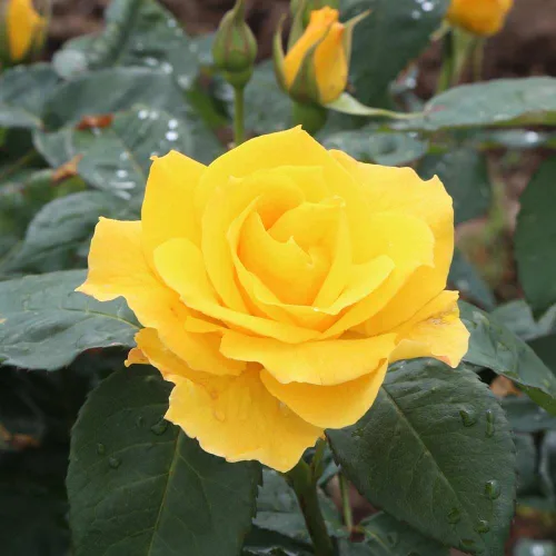 Vista 5 de Heirloom Roses Rose Bush - Planta amarilla viva Midas Touch™ para plantar en exteriores