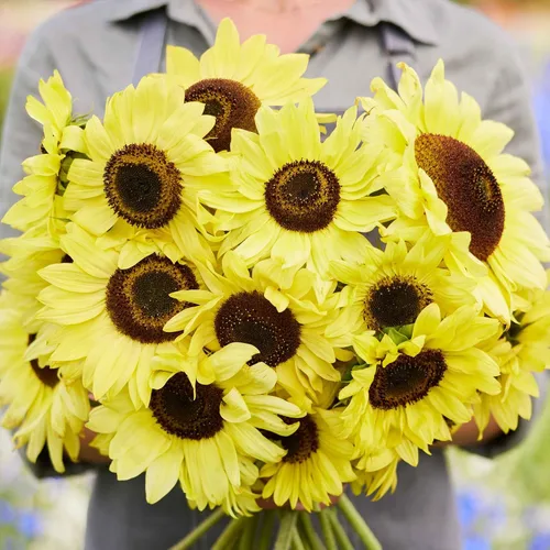 Vista 40 de Eden Brothers Semillas de girasol - Autumn Beauty