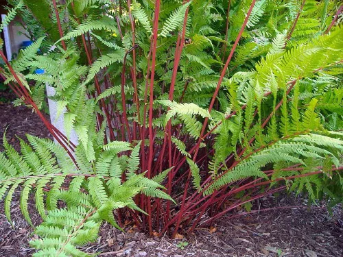 Vista 3 de Lady in Red Hardy Fern - femina - Athyrium filix - 4" Pot