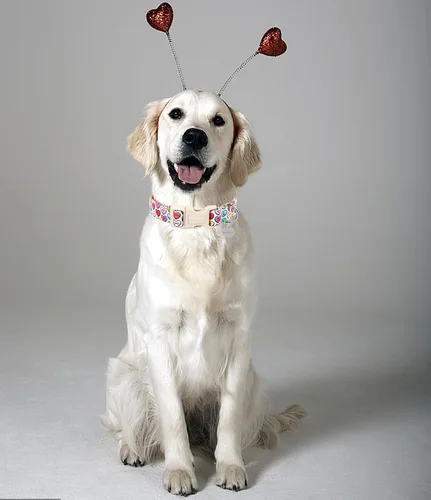 Vista 83 de DOGWONG Collar para perro de San Valentín, collar ajustable de algodón con corazón de caramelo azul, perfecto para perros pequeños a medianos