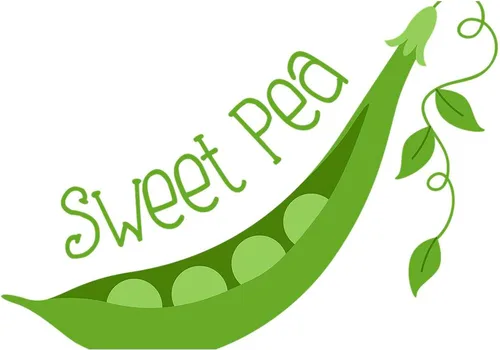 Vista 2 de CafePress Adorno rectangular de madera Sweet Pea de 6 x 4 pulgadas