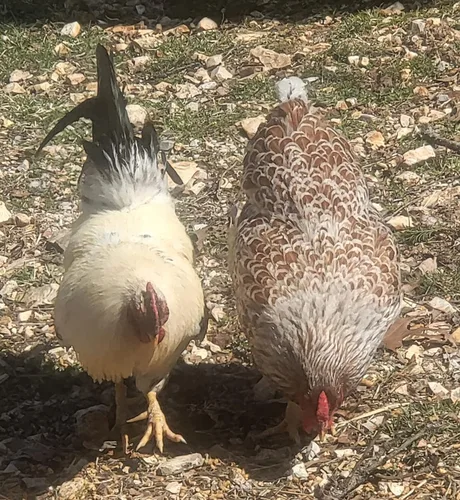 Vista 3 de Barnyard Mix Fertile Huevos para incubar de pollo criados en orgánicos (6 huevos)