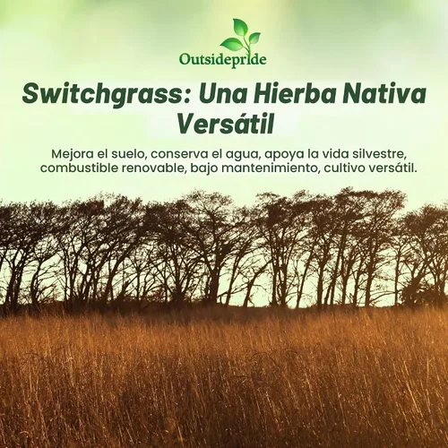 Vista 6 de Outsidepride Semilla de Switchgrass - 1 lb. Hierba nativa perenne, resistente a la sequía y las inundaciones, semilla de césped ideal para céspedes