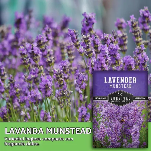 Vista 3 de Munstead English Lavender Seeds for Planting, Compact Herb - 1 Pack