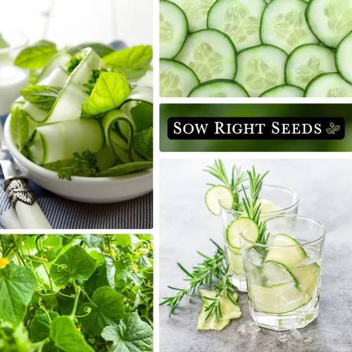 Vista 4 de Sow Right Seeds - Semillas de pepino Beit Alpha para plantar - Paquete de reliquia sin OMG con instrucciones para plantar y cultivar un huerto
