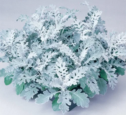 Vista 7 de Semillas Dusty Miller Silver Groundsel Silver Dust Cineraria Flores perennes Planta inusual