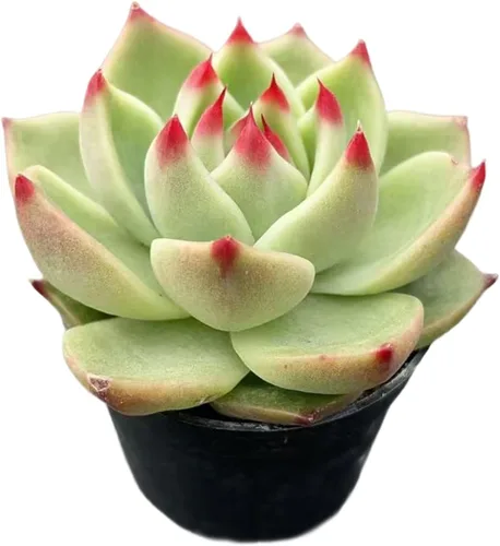Vista 16 de Plantas suculentas vivas de 2", Aeonium 'Superbang', suculentas mini en maceta, planta de interior de fácil cuidado, regalos únicos, decoración