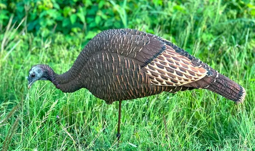 Vista 6 de MOJO Outdoors Turkey Hunting Decoys and Accessories