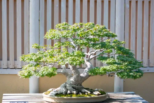 Vista 2 de Semillas de árbol de bonsái de arce japonés, material de bonsái apreciado (50 semillas)
