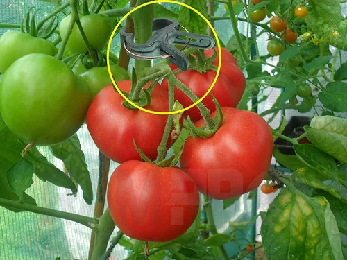 Vista 9 de Ram-Pro - 20 clips de agarre para plantas y flores, herramienta para apoyar o alisar tallos de plantas, tallos y enredaderas, clips de jardín