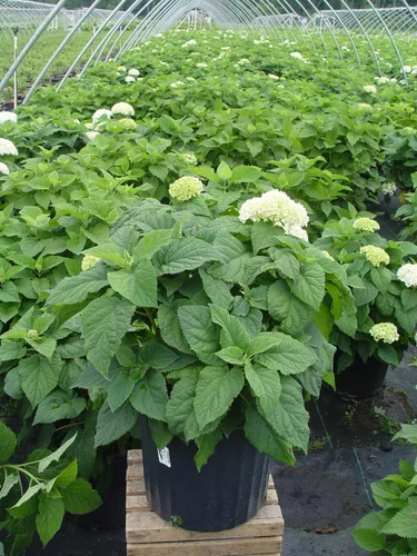 Vista 5 de Hortensia arb. 'Annabelle' (hortensia suave) Arbusto, flores de cabeza de fregona blancas, #3 - Contenedor