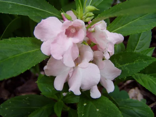 Vista 4 de Semillas Flores Balsam Garden Mix Anual - 50 Semillas