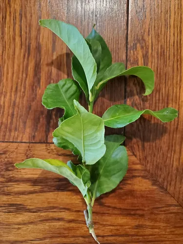 Vista 6 de Hojas de limón orgánicas frescas de California Farm, sin químicos, veganas, sin pulverizar, sin encerar, para té, cocina, hornear, aromaterapia