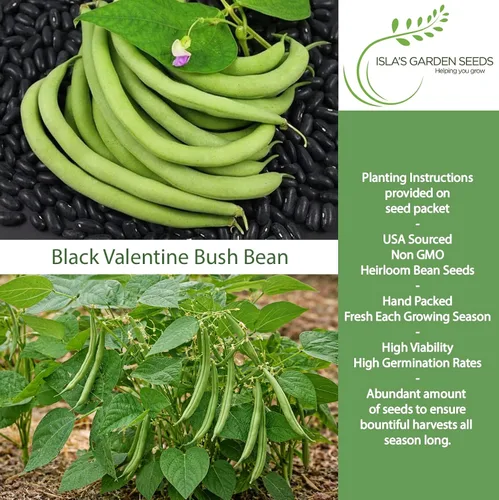 Vista 2 de Semillas de frijol arbusto "Black Valentine", más de 50 semillas tradicionales por paquete, semillas sin OMG, (semillas de jardín de Isla), nombre