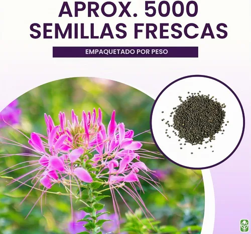 Vista 3 de Cleome mixto - Plantas araña - Flor de néctar para mariposas monarca - Paquete grande - 5000 semillas