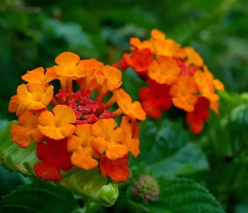 Vista 3 de Lantana Mix 100+ Semillas Plantación de Flores para Exterior