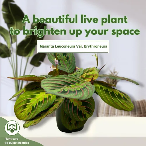 Vista 3 de BubbleBlooms Planta de oración veteada roja Maranta leuconeura en maceta de 4 pulgadas