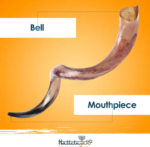 Vista 2 de HalleluYAH Shofar kudu original totalmente pulido Kosher de Israel