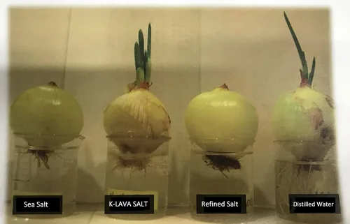Vista 7 de K-LAVA SALT — Sal de bambú número 1 de Corea: original 9x, cristal, 2.47 onzas