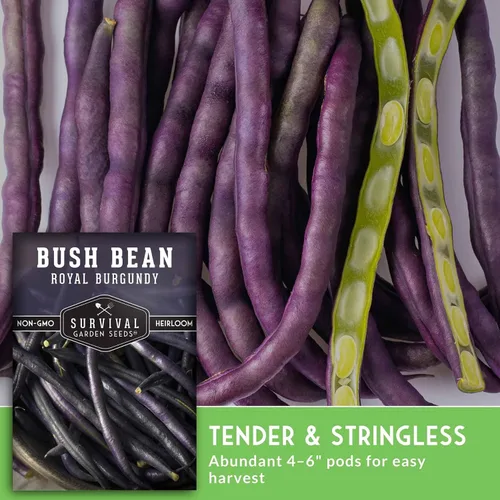 Vista 6 de Survival Garden Seeds - Semilla de frijol burdeos real para plantar - Paquete con instrucciones para plantar y cultivar frijoles morados sin hilo
