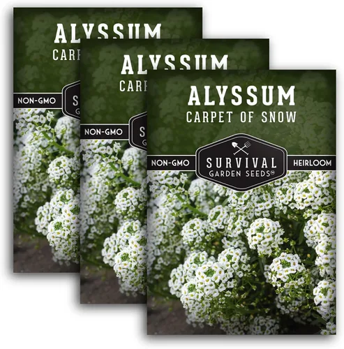 Vista 10 de White Alyssum Seeds for Planting - Semillas de jardín de supervivencia (paquete de 1) Variedad Sweet Carpet of Snow - Flores perennes fragantes