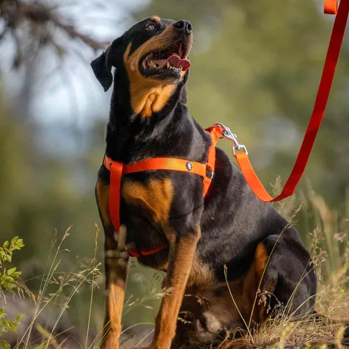 Vista 2 de Blueberry Pet Essentials - Juego de arnés de correa para perro a juego en naranja bermellón, collar de nailon clásico ajustable de color sólido