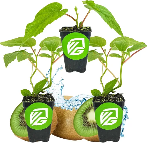 Vista 9 de Wellspring Gardens - Planta viva Issai Kiwi Vine (paquete de 1)