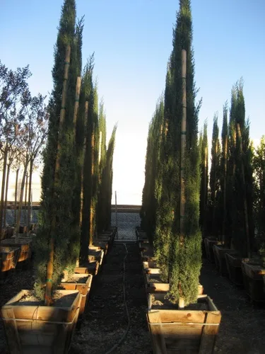 Vista 5 de 20 semillas de árbol de ciprés mediterráneo/pino lápiz/semillas de cedro indio