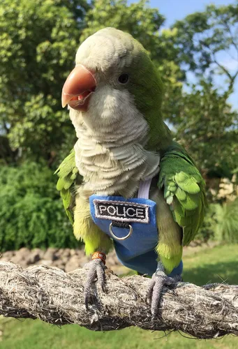 Vista 4 de Trajes y pañales de vuelo de aves Poli(L) - Reutilizables, impermeables, suministros para pájaros para mascotas