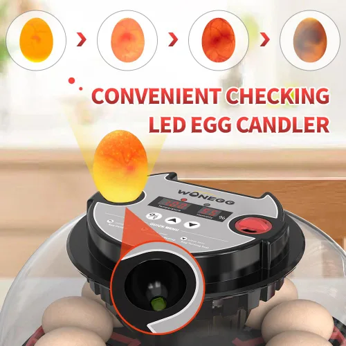 Vista 6 de HOWOOIUA 12 Incubadora para incubar huevos, pantalla de temperatura y humedad, vista de 360 ° para añadir agua automáticamente, incubadoras de velas