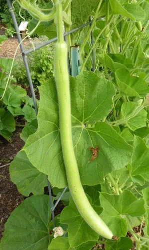 Vista 3 de Semillas Calabash Calabash Long Gourd Lagenaria Serpantine Heirloom Vegetal para plantar sin OMG