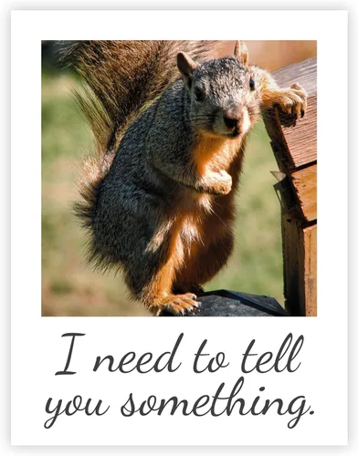 Vista 7 de Articulate Squirrel - Tarjeta de felicitación divertida – Interior en blanco – Necesito decirte algo – 1 tarjeta – Sobre de papel kraft