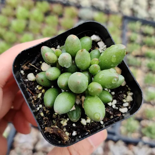 Vista 4 de Plantas de cactus suculentas vivas (2 pulgadas Opuntia Microdasy Golden Swirl Monstrose)