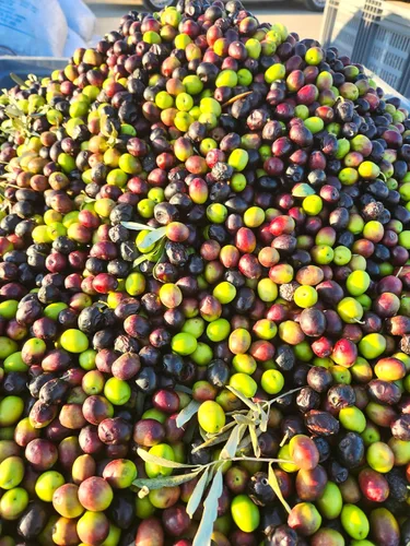 Vista 8 de Aceite de oliva virgen prensado en frío 1 L - 33.81 Onza líquida, Éfeso antiguo, región mediterránea de Ayvalik Turquía