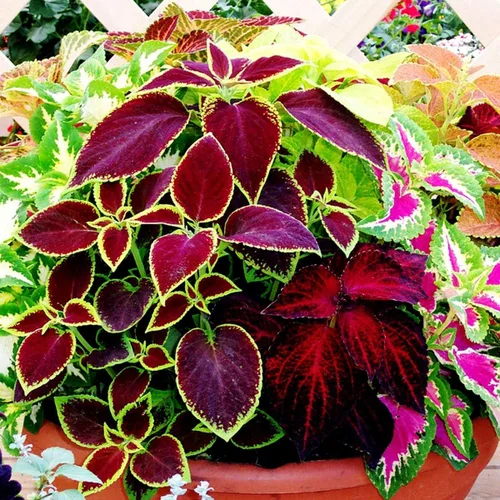 Vista 3 de Coleus Blumei Seed Mix - Ortiga pintada con aproximadamente 200 semillas para plantar sin OMG