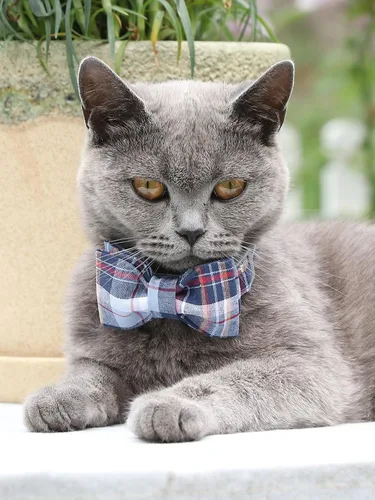 Vista 6 de Lionet Paws Collar para perro y gato con corbata de moño, hebilla de plástico ajustable, collar de cuadrícula para perros pequeños, medianos