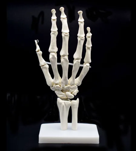 Vista 2 de Modelo de esqueleto de mano humana en base, hueso de mano, tamaño real, articulado