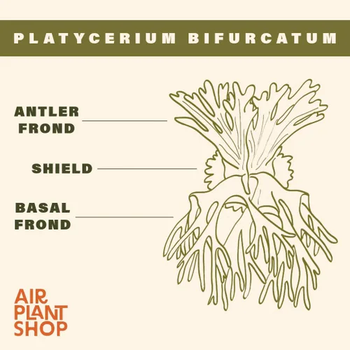 Vista 7 de Air Plant Shop Helecho cuerno de ciervo montado en una tabla de cedro - al por mayor y a granel - Live Platycerium bifurcatum - Plantas