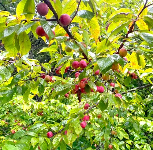Vista 3 de TomorrowSeeds - Semillas de ciruelo americano - Más de 10 unidades - para plantar Prunus Americana Ciruelas silvestres Rojo Dulce Nativo Forrajeo