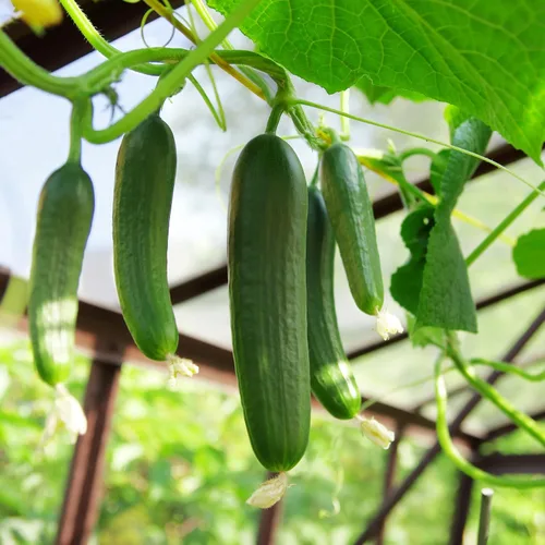 Vista 5 de The Old Farmer's Almanac Heirloom Tendergreen - Semillas de pepino sin eructos – Premium sin OMG, polinizado abierto, reliquia, origen