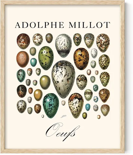 Vista 6 de Lone Star Art Adolphe Millot Oeufs Vintage Bird Egg Illustration 11x14 Framed Poster Ready to Hang Scientific Artwork