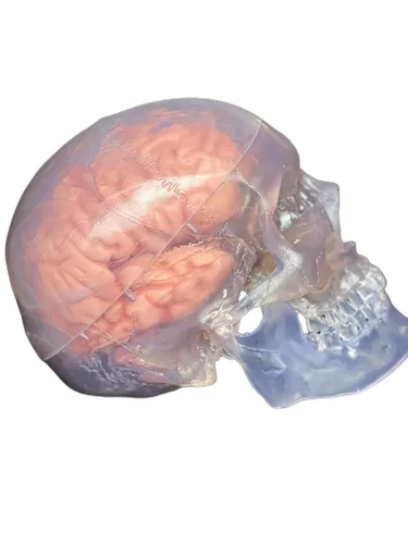 Vista 6 de Medical Anatomical Human Classic Modelo de calavera transparente 3 piezas con modelo cerebral de 8 partes, tamaño real
