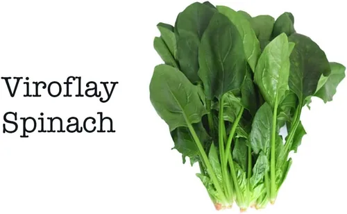 Vista 6 de Mezcla de ensalada: 10 variedades de lechuga, espinaca, col rizada, rúcula con más de 6000 semillas sin OMG