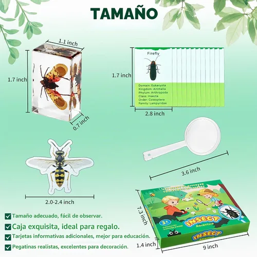 Vista 3 de Specimen de Insectos en Resina, 12 PIEZAS Colección Educativa Científica de Insectos, Specimens Reales de Varias Mariposas y Escarabajos