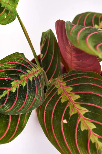 Vista 2 de Hirt's Red Prayer Plant - Maranta - Planta de interior fácil de cultivar - Maceta de 4 pulgadas