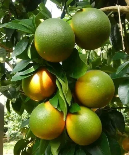 Vista 2 de Semillas Calamondin Citrus Reticulata Semillas 10 Semillas